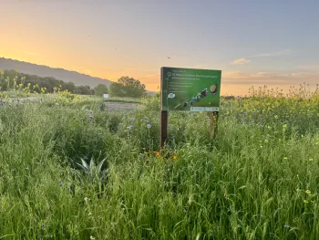 The open field in wild flowers where the future Pleasanton Educational Garden will be